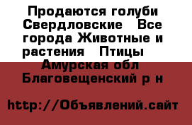 Продаются голуби Свердловские - Все города Животные и растения » Птицы   . Амурская обл.,Благовещенский р-н